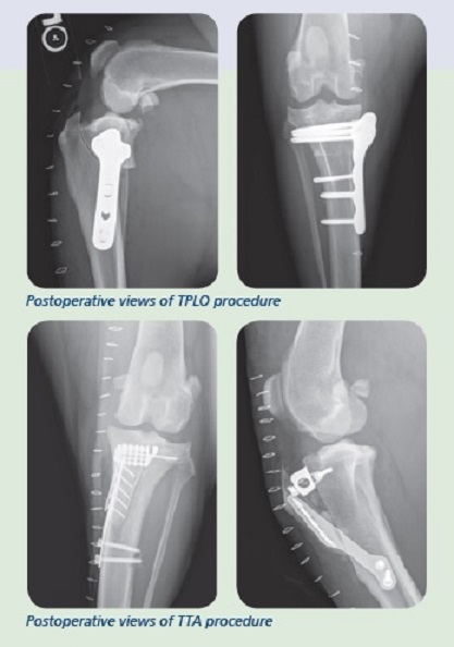 injury-of-the-cranial-cruciate-ligament-ccl-in-the-dog-veterinary